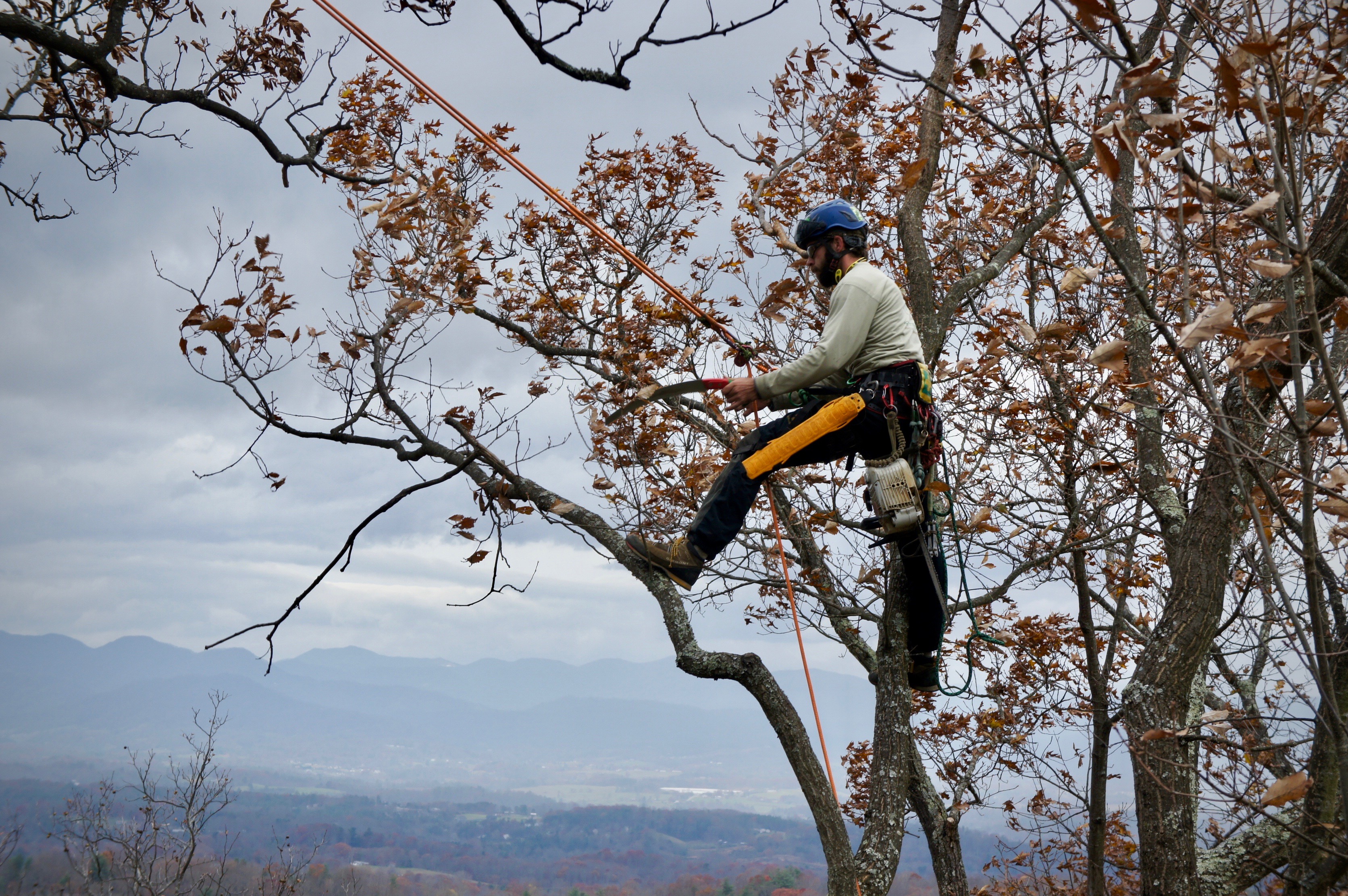 An Asheville Arborists climber working in a mature tree above the Blue Ridge landscape