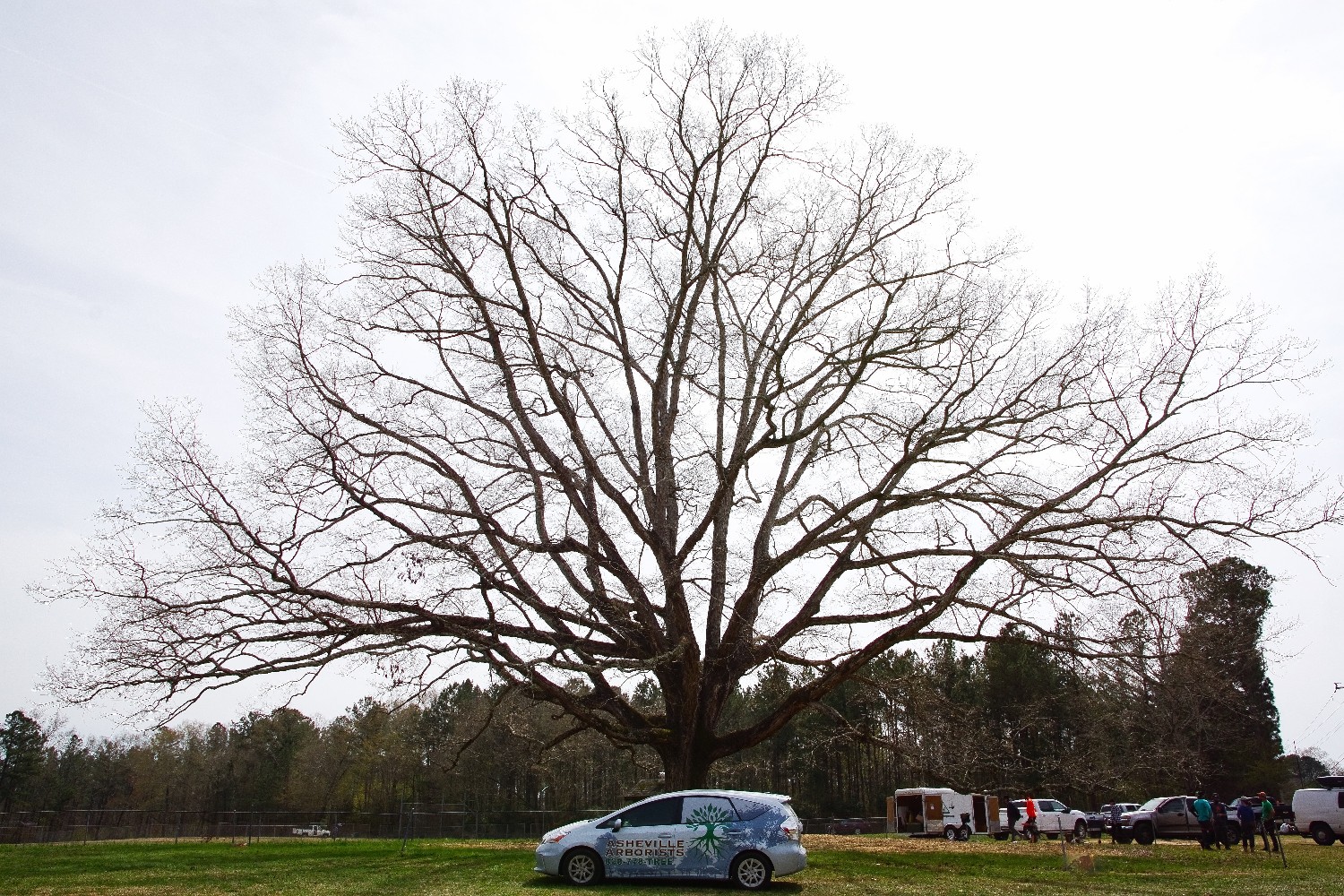 Asheville Arborists plant healthcare vehicle beneath a large mature tree
