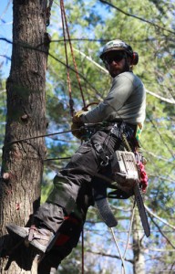 Nich Maidment of Asheville Arborists